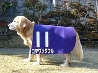 馬と犬が50メートル走やればどちらが速いですか うちの犬 柴5歳 が勝ちます Yahoo 知恵袋