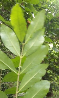 枝にとげのあるこの木は何ですか ア林 高さ１ｍムラサキシキブに似てると思いま Yahoo 知恵袋
