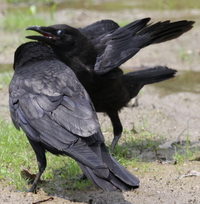 カラスの子供って見たことないんですが なぜ見ないんでしょうか カラス Yahoo 知恵袋