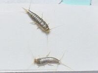 弟の布団を掃除していたら白いニョロニョロと動く虫がいました何だかわかる方いま Yahoo 知恵袋