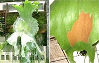 ビカクシダ コウモリラン について質問です 写真のビカクシダの種類を教えて Yahoo 知恵袋