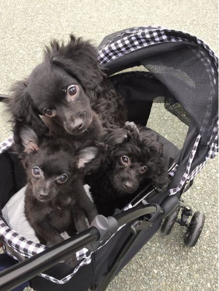 パピー犬がカーペット等をかじる件についてお世話になっておりますう Yahoo 知恵袋