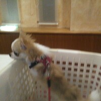 パピー犬がカーペット等をかじる件についてお世話になっておりますう Yahoo 知恵袋