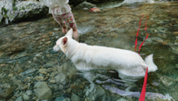 犬連れでの川遊びについて質問します 奈良県の吉野川に犬を連れて川遊び Yahoo 知恵袋