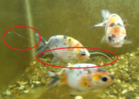 金魚の尾びれに透明 白っぽい 糸が2つくっついています 一つ Yahoo 知恵袋