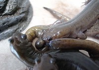 野生のクロサンショウウオが前までミルワームを食べてくれていたので Yahoo 知恵袋