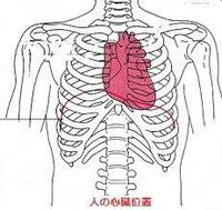 心臓の位置はどこらへんですか 下の図を見て Yahoo 知恵袋