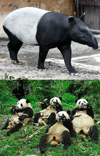 パンダは なぜ白黒のカラーなのでしょうか パンダが生息する Yahoo 知恵袋