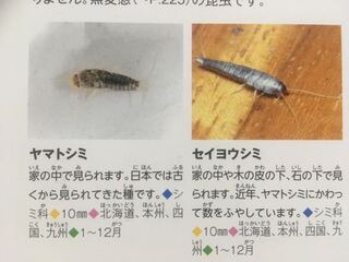 紙魚は2cmや3cmになることはありますか うねうね動いてすばしっこく Yahoo 知恵袋