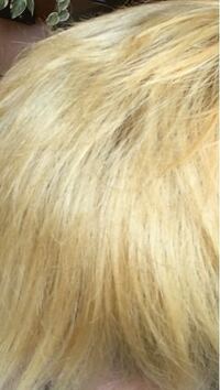 髪色に関する質問で髪色を白にするためのブリーチ回数って今までにしたこと Yahoo 知恵袋