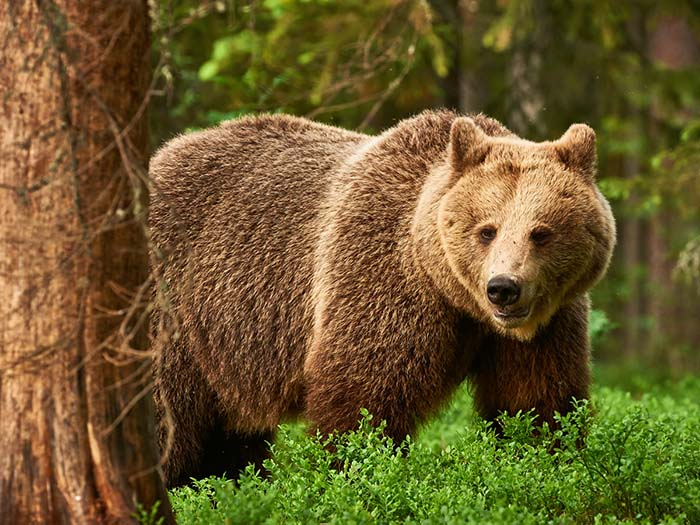 ヒグマがトラよりも強いというのは嘘ですよね トラがヒグマを捕食し Yahoo 知恵袋