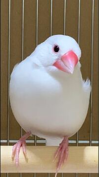 文鳥を飼いたいと思っています 白い文鳥が良いのですが手乗りに Yahoo 知恵袋