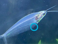 トランスルーセントグラスキャットについて 飼っているグラス Yahoo 知恵袋