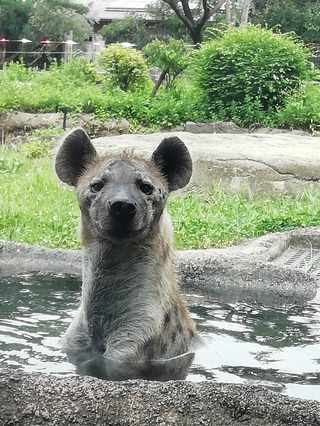 人間によく勘違いされている動物って何がいますか 自分が知っているのはこの2つで Yahoo 知恵袋