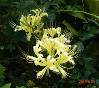 彼岸花の球根を植えたのですが 芽が出ません ホームセンターでたまたま見かけた Yahoo 知恵袋