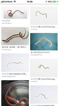 水槽の底を掃除しました これはウネウネ動くピンクの長いのはミズ Yahoo 知恵袋