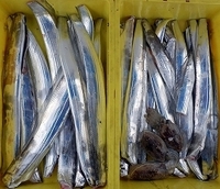 死んだ魚は血抜きをしても血が出ないんですか タチウオ釣りをする Yahoo 知恵袋