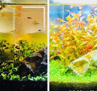 ロタラspの葉があまり大きくなりません 購入した時は葉 Yahoo 知恵袋