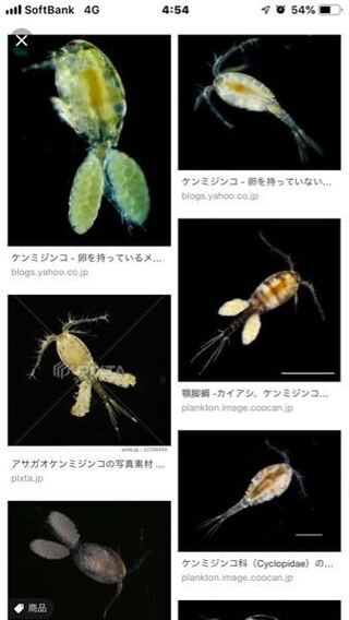 ウーパールーパーを飼育している水槽に体長約0 5 1 0ミリの生物 Yahoo 知恵袋