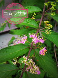 庭に勝手に生えたこの植物は 何という植物でしょうか Yahoo 知恵袋