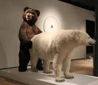 ヒグマやツキノワグマが生息してる山中に 仮にホッキョクグマを Yahoo 知恵袋