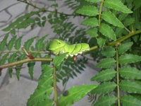 これからの時期のアゲハ若齢幼虫の食草について 現在 クロアゲ Yahoo 知恵袋