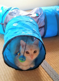 飼い猫同士の喧嘩 じゃれ合い 3匹の室内外の猫がおります 2 Yahoo 知恵袋