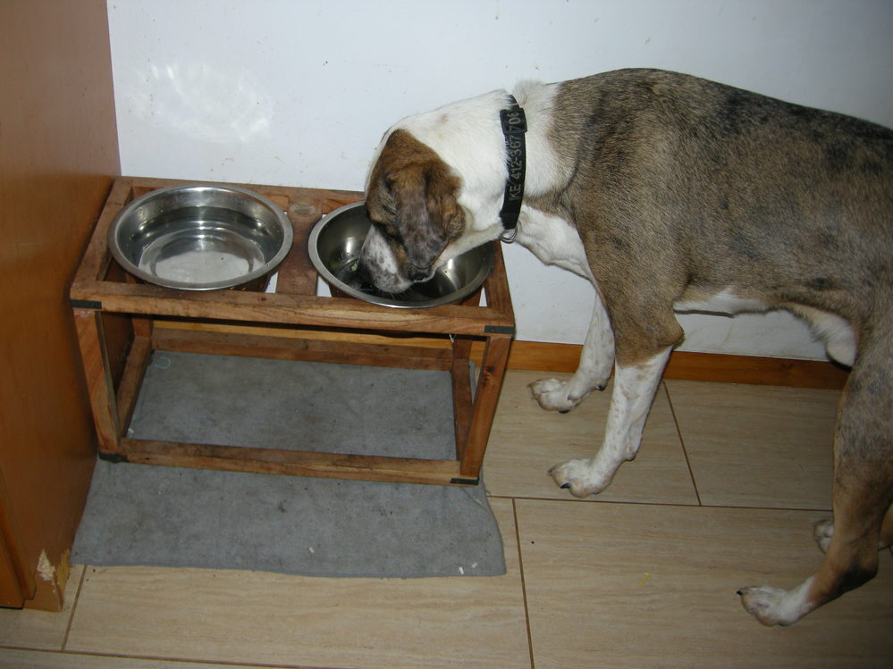 大型犬の水飲み場について ゴールデンレトリバーを飼って Yahoo 知恵袋