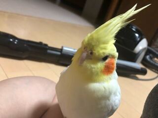オカメインコのほっぺ 実は耳ですが が赤い理由は敵に可愛いと思わせて Yahoo 知恵袋