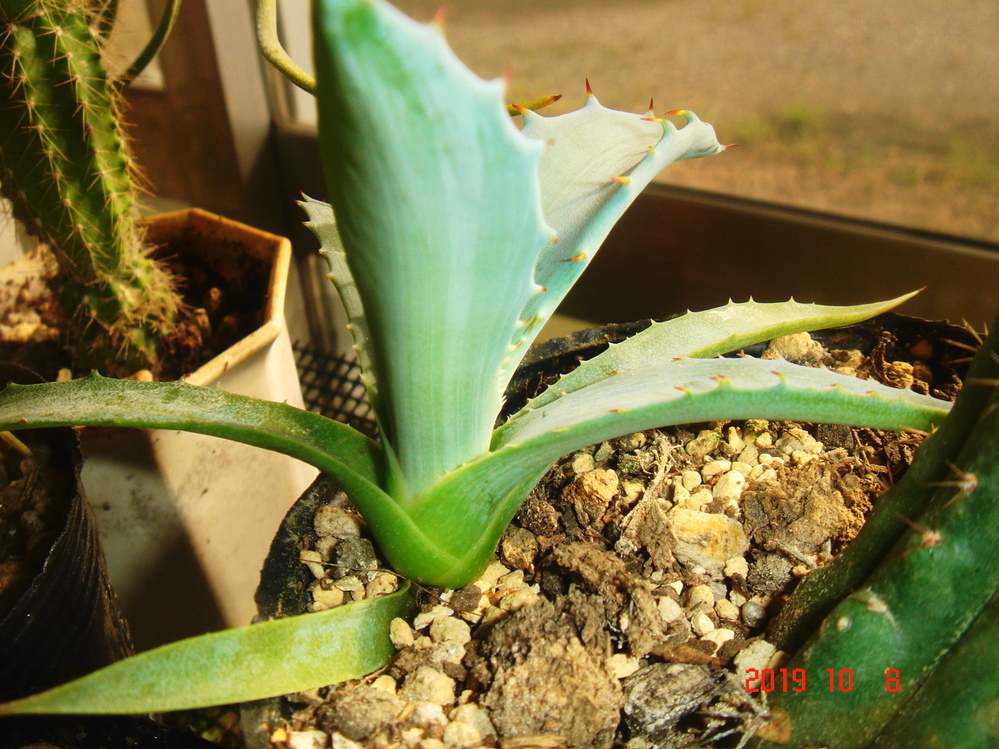 アガベを地植えしてます。子株が何個か出来てたので引っ張ったら