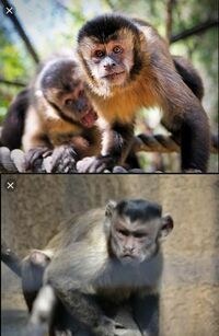 映画アラジンの主人公アラジンの相棒のアブーの猿の種類は何ですか オマキ Yahoo 知恵袋