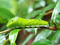 定番人気 カラスザンショウの苗アゲハ蝶の幼虫のエサ その他 Www We Job Com