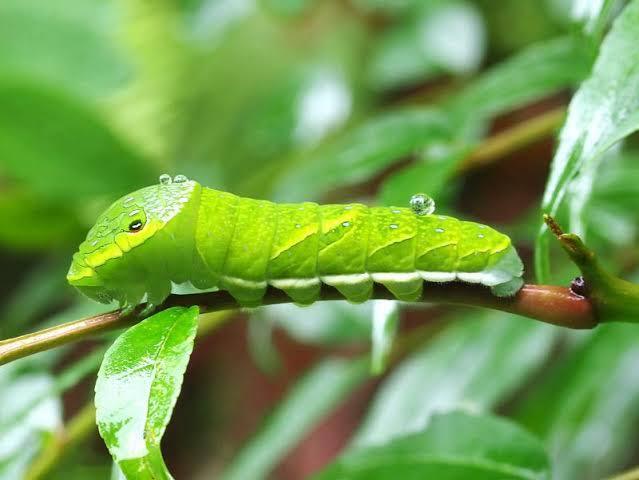 カラスザンショウ(おそらく)の木に、アゲハの幼虫がいました
