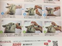 愛犬の目薬に苦戦します 愛犬の右目の目ヤニが酷く 数ヶ月前から目薬を服用して Yahoo 知恵袋