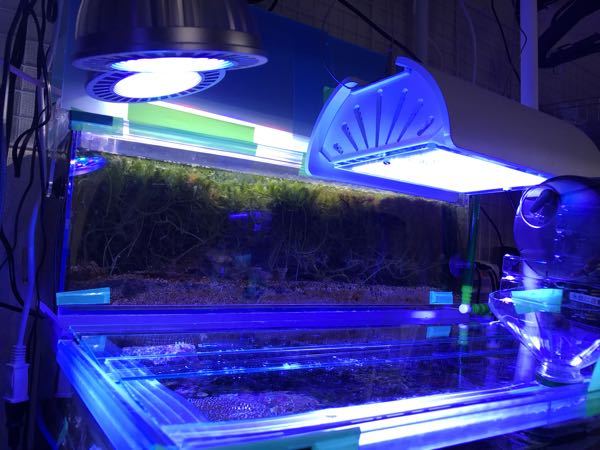 リフジウム水槽と上部フィルターについて】 - 初めまして。海 
