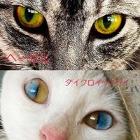 ダイクロイックアイの猫が生まれる原因 確率 値段と視力の情報も ぱやブログ