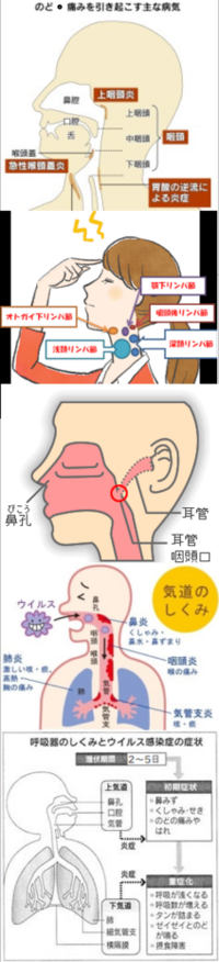 風邪をひいている時にキスすると相手に風邪がうつると聞いたことがあり Yahoo 知恵袋