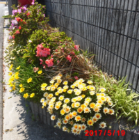 これはガザニアが種から芽が出たのでしょうか わかりにくい画像で申 Yahoo 知恵袋