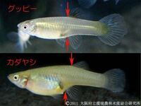 写真の魚はカダヤシですか ペットショップで見た魚でが 大きさはメダカ程度 Yahoo 知恵袋