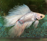 ベタのヒレのできもの について 最初はヒレがくっ付いてしまった Yahoo 知恵袋