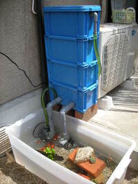 コイの飼育は臭いがきついですか 室内の水槽 90 でコイの飼育を考えていま Yahoo 知恵袋