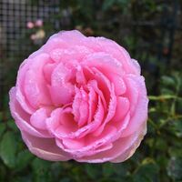 ラブリーメイアンというバラの花言葉はなんですか ラブリ Yahoo 知恵袋