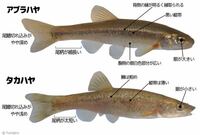 この川魚の名前を教えてください 手前にいるやつです 中津川で捕まえました 後 Yahoo 知恵袋