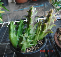 この植物の名前を教えてください ガガイモ科 最近はキョウチクトウ科になっ Yahoo 知恵袋