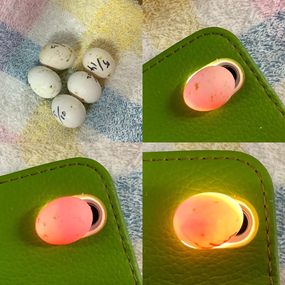 セキセイインコの卵を温めてます 昨日鳥かごを見て見たら卵が Yahoo 知恵袋