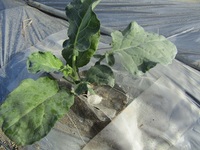 防虫ネットを外すタイミングについて詳しい方家庭菜園で白菜をそ Yahoo 知恵袋