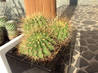 超ミニサボテンの棘が植え替え後伸び続けることについて お尋ねします Yahoo 知恵袋