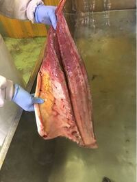 釣ってきたヒラマサを捌いたら 筋肉に泥のようなものが紛れていました これ Yahoo 知恵袋