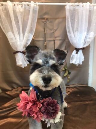 シュナウザーのヒゲ焼けについて口周りが茶色くなりますが ぬるま湯で拭いてい Yahoo 知恵袋