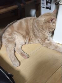 犬のミックスは よく見るのですが 猫のミックスは見たことないの Yahoo 知恵袋